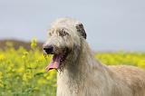 IRISH WOLFHOUND 053